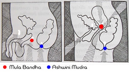 Муладхара Бандха - Муладхара Бандха
